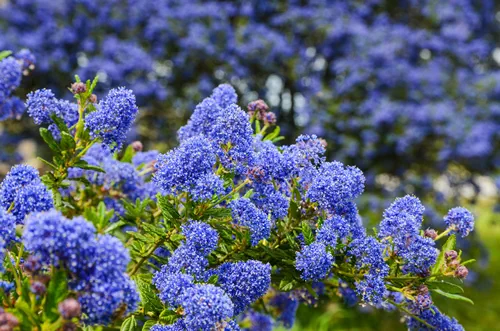 Decorative ceanothus tree growing in garden. A close up of blooming Ceanothus flowers. Bees feeding and collecting nectar on flower.Blue flowers blooming in spring.Ceanothus Dark Star.California lilac
